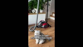 Почему кот боится пылесоса #кошка #коты #shorts