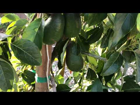 Sir Prize avocado tree fruit set and early flowering update