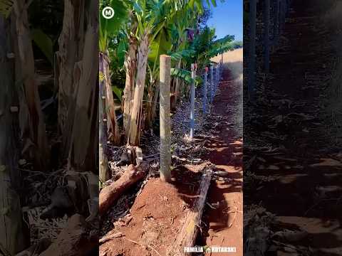 #cerca do #Sítio do #RioQuieto #ManoelRibas #Parana, #Brasil #natureza @MarkinhosMM