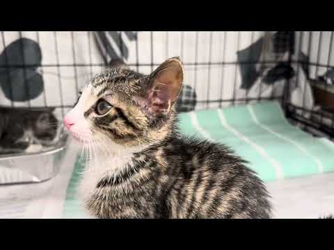 Kittens Coming In Soon-Bonded, an adoptable Domestic Short Hair in Clifton, NJ_image-1