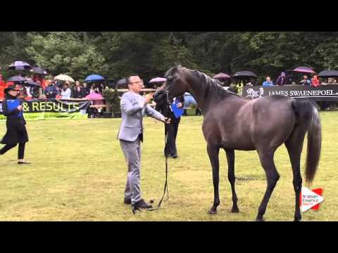 N.210 SALSABIL AA - Bruges 2015 International - Egyptian Junior Filly (1 until 3 years ) (Class 114)