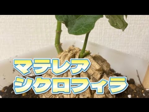 園芸 魔女たちの輪