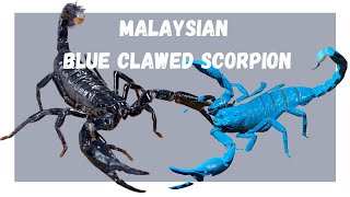 Download lagu Malaysian Blue Clawed, Death Stalker and the Arizona Striped Tail Scorpion mp3