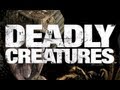 Let 39 s Test 13 Deadly Creatures