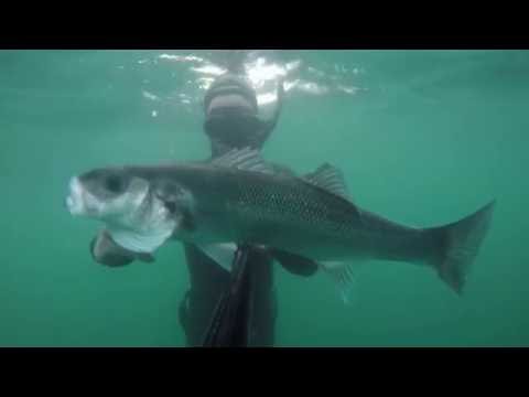 Cressi 90 vs Big Seabass!