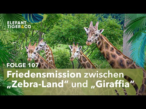 Friedensmission in Leipzigs Afrika (Folge 107) | Elefant, Tiger & Co. | MDR