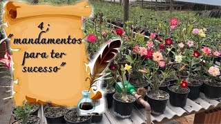 Os  4 mandamentos para ter sucesso ao fazer enxertos de Rosa do deserto.