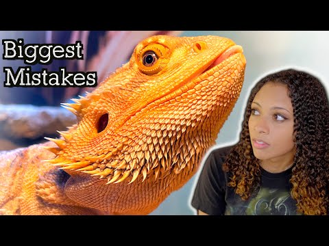 Biggest Bearded Dragon Mistakes (Made By New Keepers) | Part 2