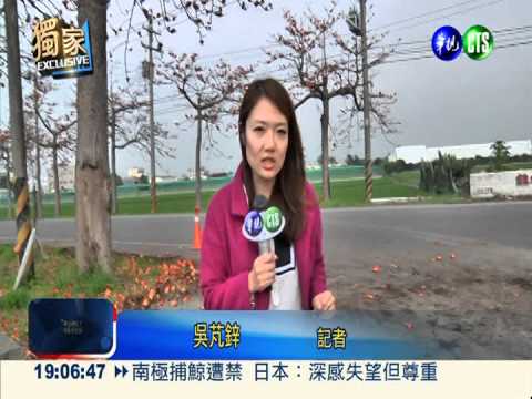 花瓣掉"混泥土" 婦騎車滑倒撞傷