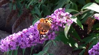 preview picture of video 'Scottish Butterfly Firth Of Tay Tayport North Fife Scotland September 2nd'