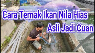 Download lagu Ide bisnis ikan hias pemula ternak ikan nila kumpay | DICKOW YAYAA mp3