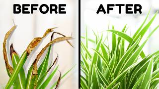 10 Tips To Stop Brown Tips On Your Spider Plant