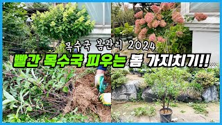 목수국 봄 가지치기를 해야하는 3가지 이유!! 5년 묵은 목수국의 환골탈태!!