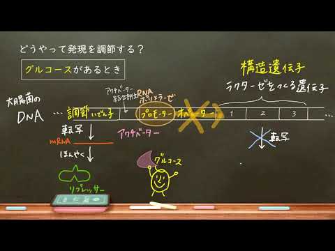個人主義が細菌のコロニーを強くする
