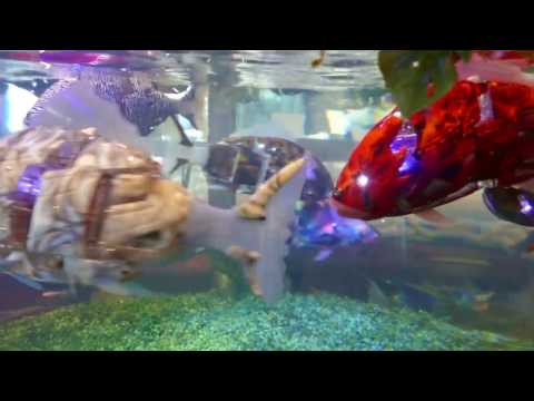 Robotic fish at Henn na Hotel Maihama Tokyo Bay [RAW VIDEO]