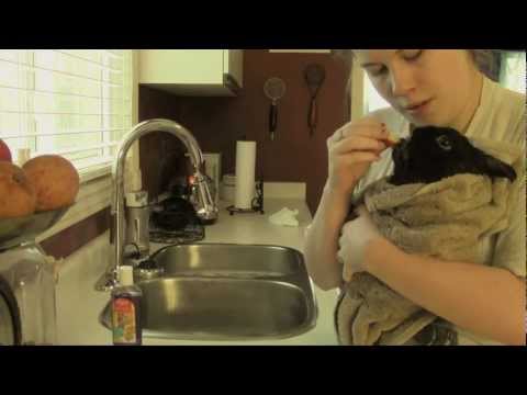 How to Clean your Bunny