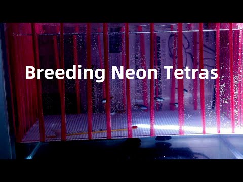 How to Get Neon Tetra Eggs by Using a Breeding Box