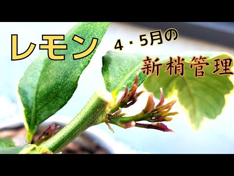 凍ったレモンの木を保存するにはどうすればよいですか？春に生い茂る木を守るための 4 つのステップ  庭園