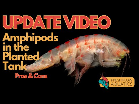 UPDATE Scuds in the planted tank PROS & CONS