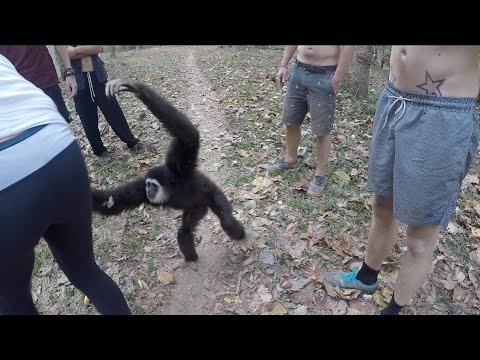 Gibbon Stealing Our Bananas!  Susa Waterfall Mae Hong Son, Thailand.