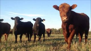 preview picture of video 'Anderson Cattle Company Inc.'