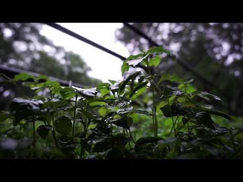 Hardik Panchal  Kale Kale Badal - Poem on Rains 