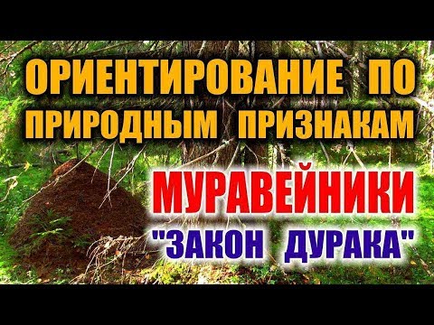 ОРИЕНТИРОВАНИЕ НА МЕСТНОСТИ ПО МУРАВЕЙНИКАМ Как определить север, способы ориентирования