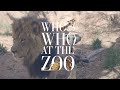 Who S Who At The Zoo African Lions