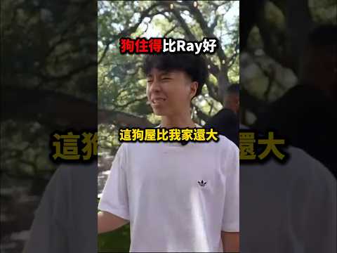 Lonzo Ball家的狗過得比Ray還爽💀🐕‍🦺