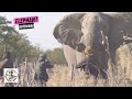 Point Blank Shot On A Huge Elephant