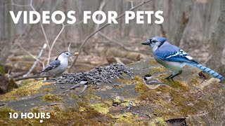 Chipmunks, Birds and Squirrels in a Canadian Forest - 10 hour Cat TV for Pets🐱  - Apr 11, 2024
