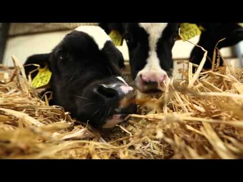 , title : 'Glanbia Heifer Rearing Monitor Farm Paul Hough'