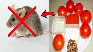 Killing Rats With Tomato Fast Acting Remedy - Get Rid Of Rats in House Permanently