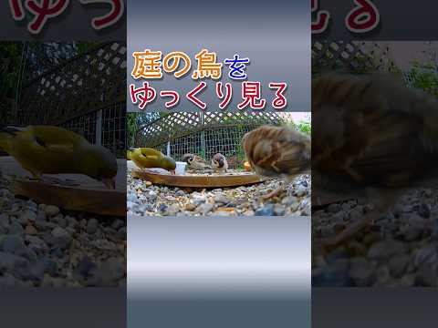 バードドリンカー：あなたの庭に鳥を引き寄せるにはどれを選びますか？  庭園