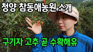 생구기자 가루 분말 고추가루 예약하세유~!