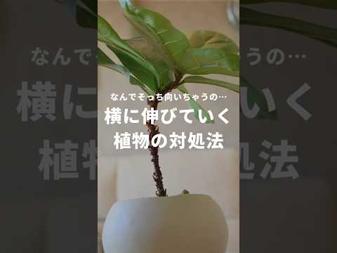 メンテナンスのアドバイス 黒く変色する植物の世話をする方法 枯れると黒くなります 葉が茎から落ちます