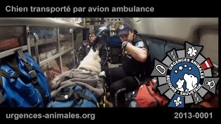 preview picture of video 'Urgences Animales - Sauvetage Animal Rescue (20130204-001) Nina (Dorval)'