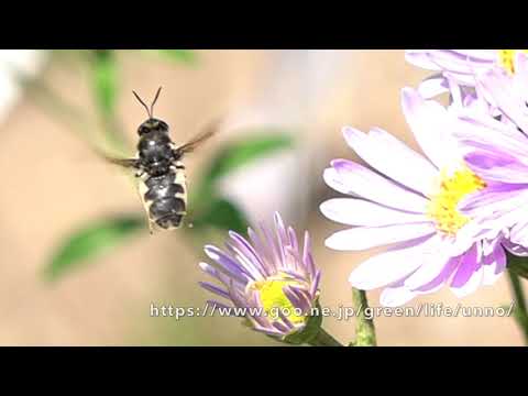 トモンハナバチに擬態したミズアブ　Stratiomys japonica　Mimic to a bee