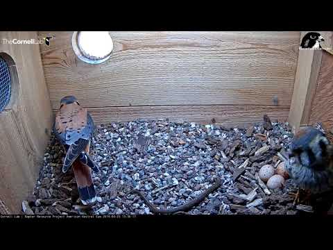 Another Snake Delivered To The Kestrel Box – April 23, 2019