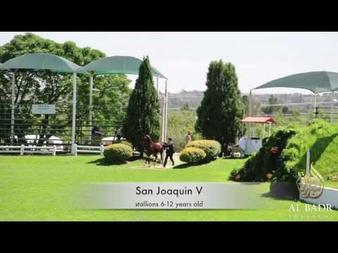 Mercedes-Benz Arabian Breeders Cup 2013