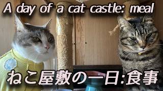 🇯🇵2 猫屋敷の一日：食事  A day of a cat castle: meal