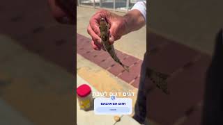 יהודים עם תמימות ופשיטות