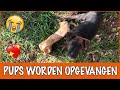 3 nieuwe pups gevonden op straat. Zijn ze nog te redden? | DierenpraatTV