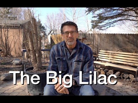 The BIG Lilac:  Dave's Bonsai E205