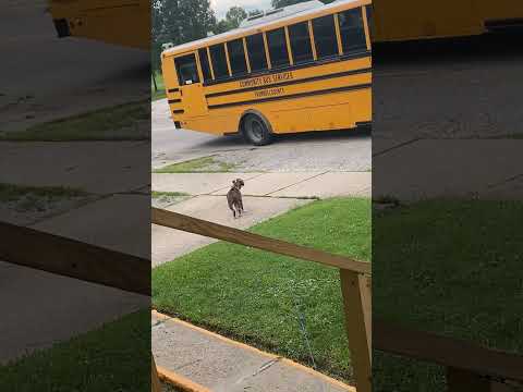 Adorable Puppy Welcomes Kid Home From School!