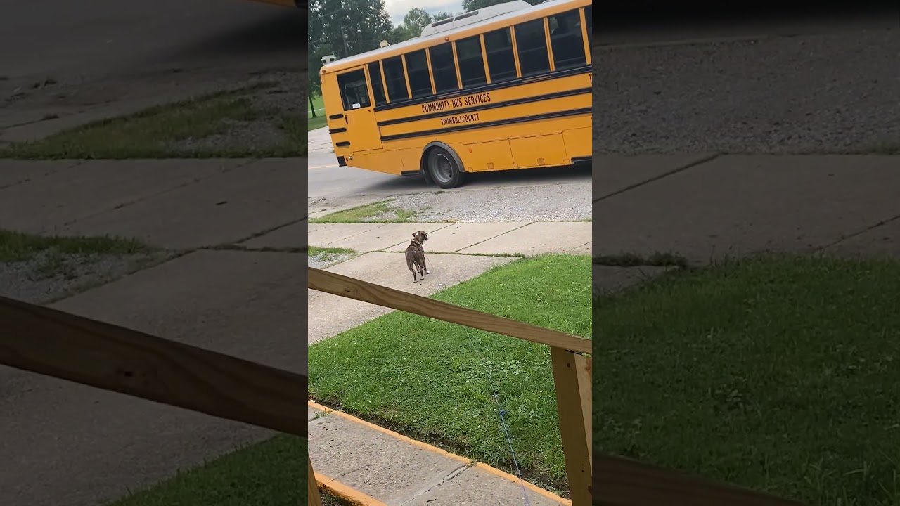 Adorable Puppy Welcomes Kid Home From School!