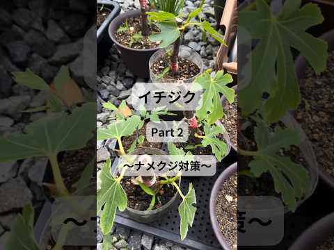 なぜ植物の周りに卵の殻を置くのでしょうか？明らかな5つの理由！  庭園