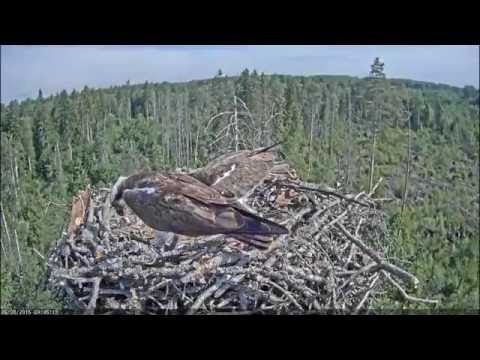 first feeding osprey's chick