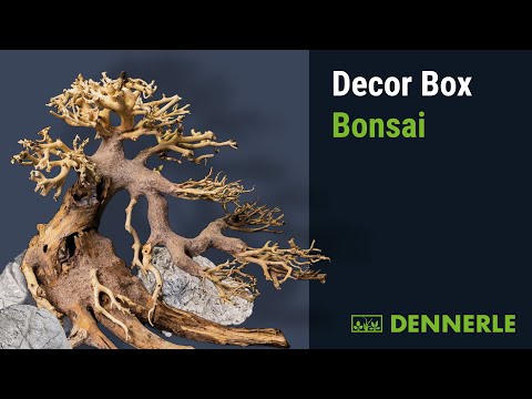 Bonsai Aquarium aus der BOX! |Decor Box Bonsai | DENNERLE