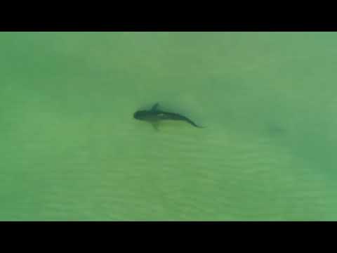 🐝 młody osa - płynee (prod. hendrix)